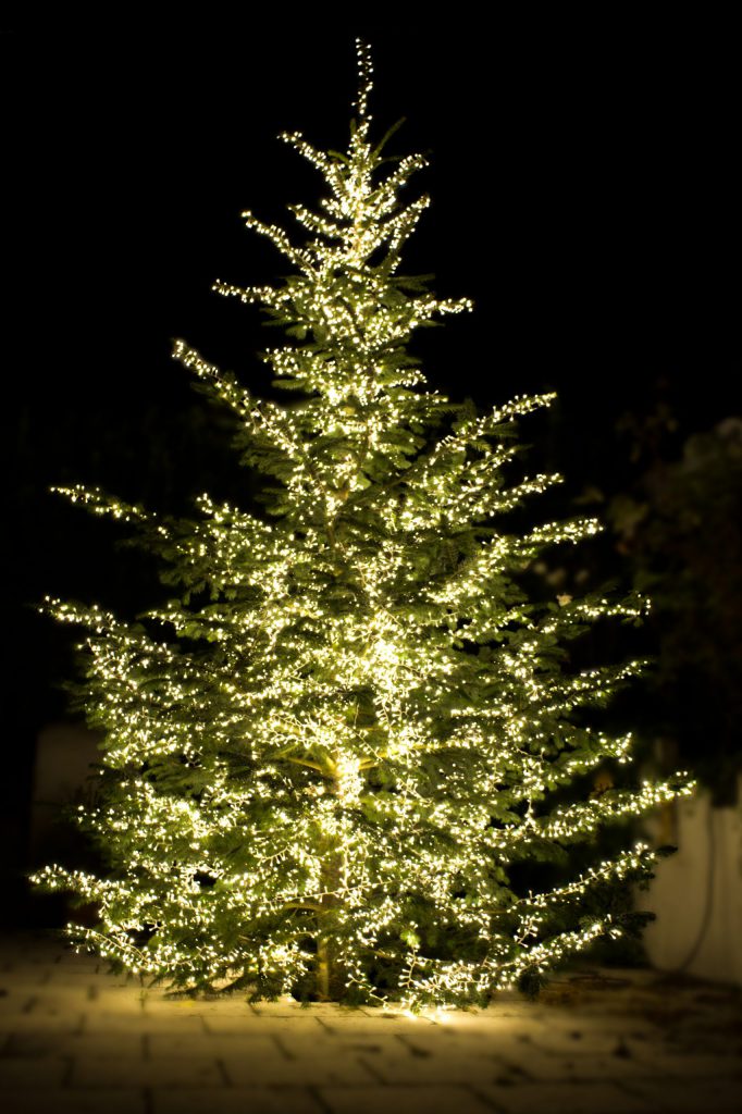 Baum5